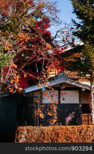 NOV 30, 2018 Shimoyoshida, Japan - Old classic Edo style local Japanese house among colourful autumn tree and persimmon tree with many fruits on branches
