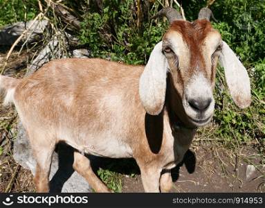 Nubian goat with long ears