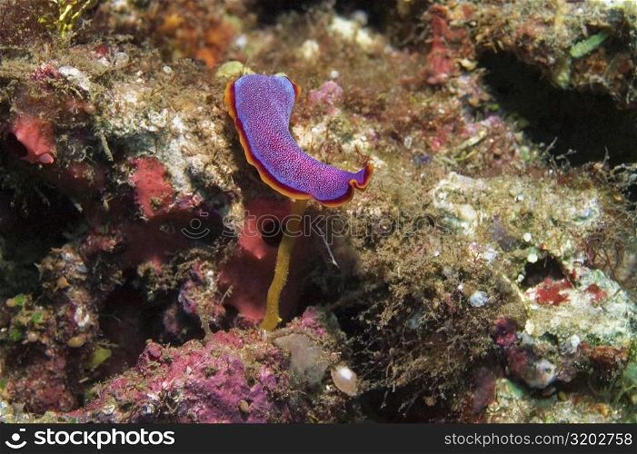 Nudibranch swimming underwater, Papua New Guinea