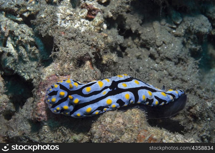 Nudibranch swimming underwater, Papua New Guinea