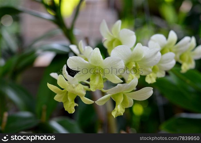 Nuevo green dendrobium orchids in garden