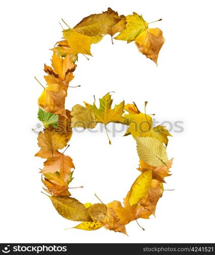 Number six made of autumn leaves. White isolated