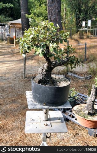 nursery of greenhouse bonsai in order to produce it for sale
