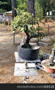 nursery of greenhouse bonsai in order to produce it for sale
