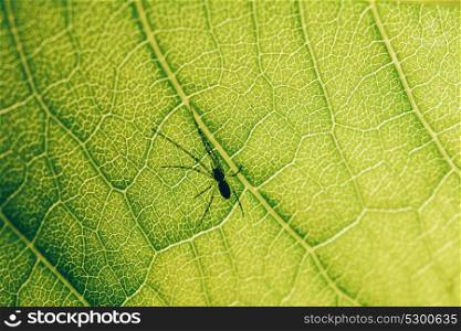 Nursery Web Spider On Green Leaf