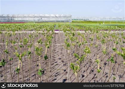 Nursery with greenhouses in Hazerswoude, The Netherlands.