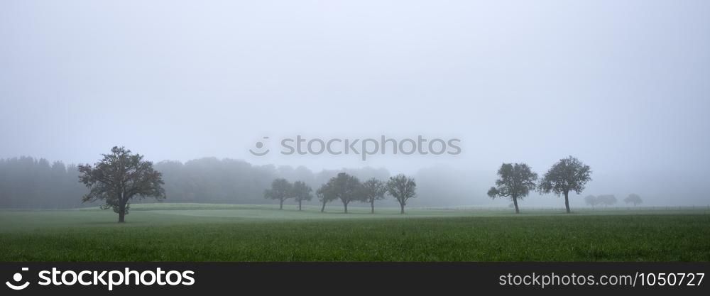 nut trees in misty morning landscape of luxemburg