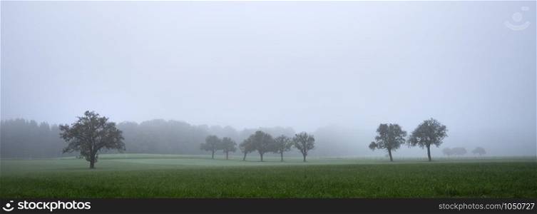 nut trees in misty morning landscape of luxemburg