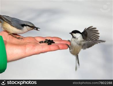 Nutcracker and chickadee on the human hand
