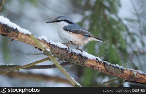 nuthatch bird on a fir tree trunk in the forest