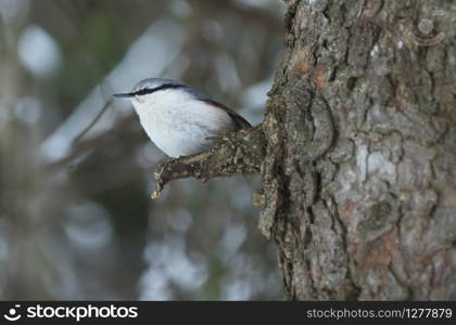 nuthatch bird on a fir tree trunk in the forest