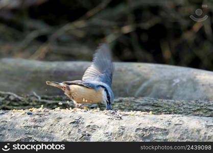 Nuthatch foraging for seed fon a dead tree