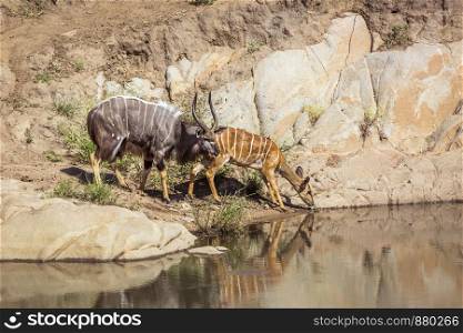 Nyala couple drinking in waterhole in Kruger National park, South Africa ; Specie Tragelaphus angasii family of Bovidae. Nyala in Kruger National park, South Africa