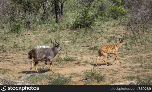 Nyala couple running in Kruger National park, South Africa ; Specie Tragelaphus angasii family of Bovidae. Nyala in Kruger National park, South Africa