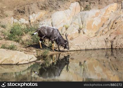 Nyala drinking in waterhole in Kruger National park, South Africa ; Specie Tragelaphus angasii family of Bovidae. Nyala in Kruger National park, South Africa