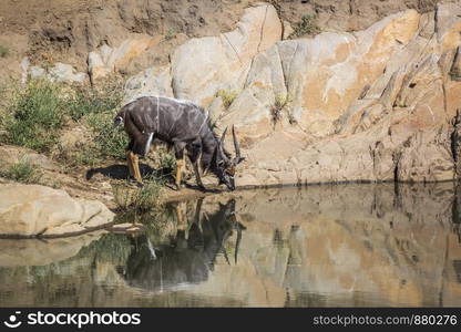 Nyala drinking in waterhole in Kruger National park, South Africa ; Specie Tragelaphus angasii family of Bovidae. Nyala in Kruger National park, South Africa