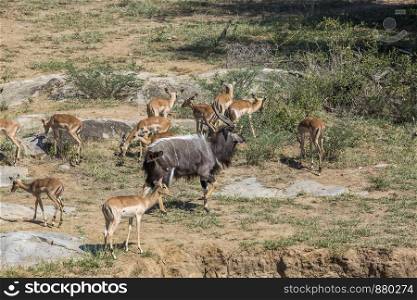 Nyala male and a group of impalas in Kruger National park, South Africa ; Specie Tragelaphus angasii family of Bovidae. Nyala and impalas in Kruger National park, South Africa