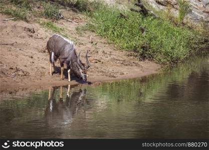 Nyala male drinking in waterhole in Kruger National park, South Africa ; Specie Tragelaphus angasii family of Bovidae. Nyala in Kruger National park, South Africa