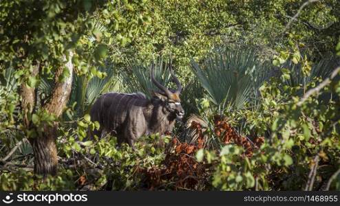 Nyala male in deep green bush in Kruger National park, South Africa ; Specie Tragelaphus angasii family of Bovidae. Nyala in Kruger National park, South Africa