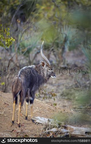 Nyala male standing rear view in Kruger National park, South Africa ; Specie Tragelaphus angasii family of Bovidae. Nyala in Kruger National park, South Africa