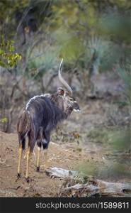Nyala male standing rear view in Kruger National park, South Africa ; Specie Tragelaphus angasii family of Bovidae. Nyala in Kruger National park, South Africa