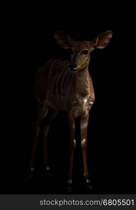 nyala ( tragelaphus angasii ) standing in the dark