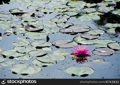 Nymphaea flower. Pink flower of a Water Lily, Nymphaea against sun light