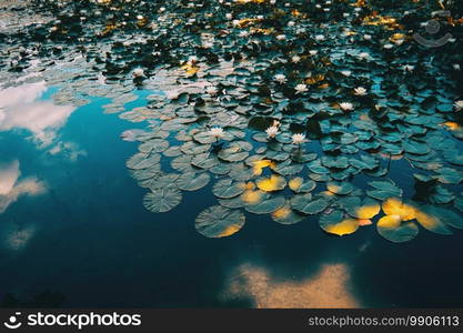 Nymphaea leaves and flowers floating in a lake