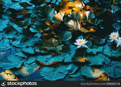 Nymphaea leaves and flowers floating in a lake