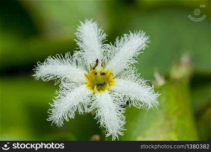Nymphoides indica Kuntze in nature