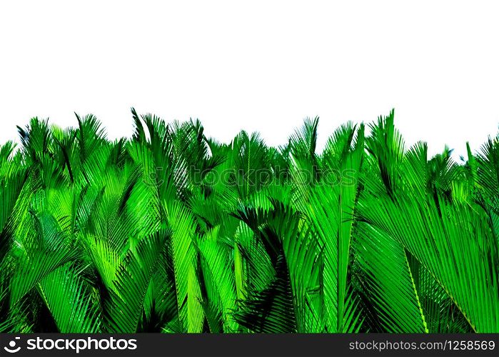 Nypa fruticans Wurmb (Nypa, Atap palm, Nipa palm, Mangrove palm). Green leaves of palm isolated on white background. Green leaf for decoration in organic products. Tropical plant. Green exotic leaf.