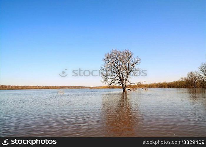 oak amongst spring water