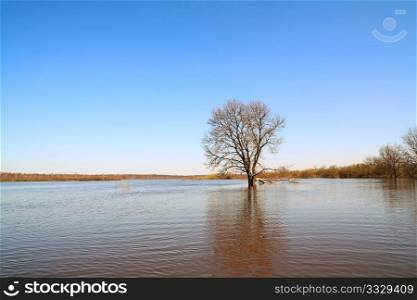 oak amongst spring water