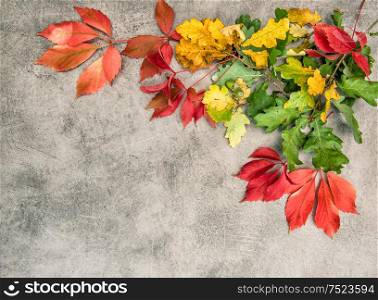 Oak and maple autumn leaves on grungy stone background