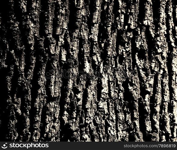 Oak bark background at sun light.