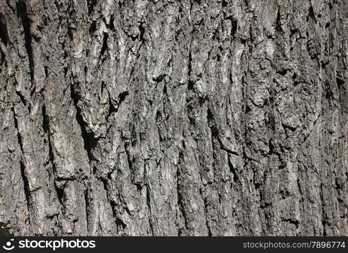 Oak bark background at sun light. Bark texture.