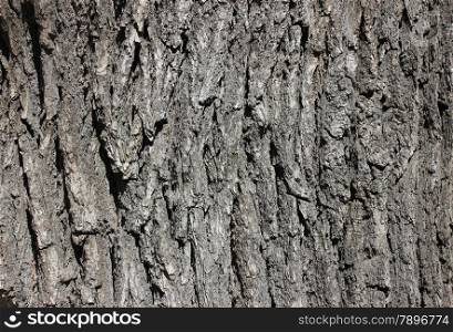 Oak bark background at sun light. Bark texture.