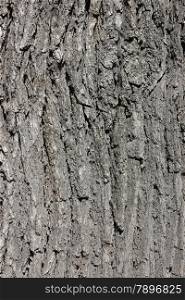 Oak bark background at sun light. Bark texture.