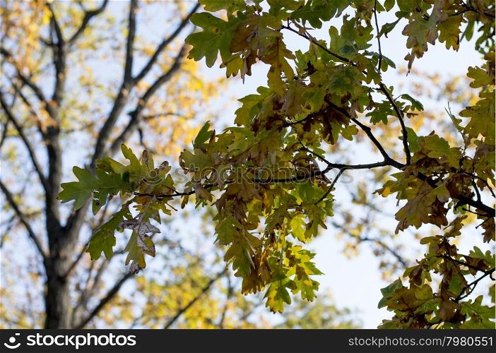 oak branch in the fall, gold leaves, subject seasons and nature