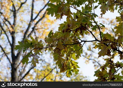 oak branch in the fall, gold leaves, subject seasons and nature