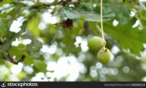 oak branch with acorns.