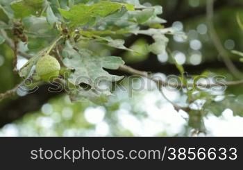 oak branch with acorns.