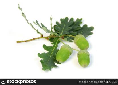 Oak branch with acorns on white background