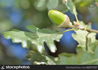 Oak branch with green acorn in forest
