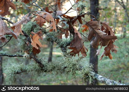 Oak branch with leaves and brown in nature