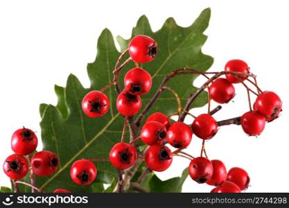Oak branch with red berries, isolated on white