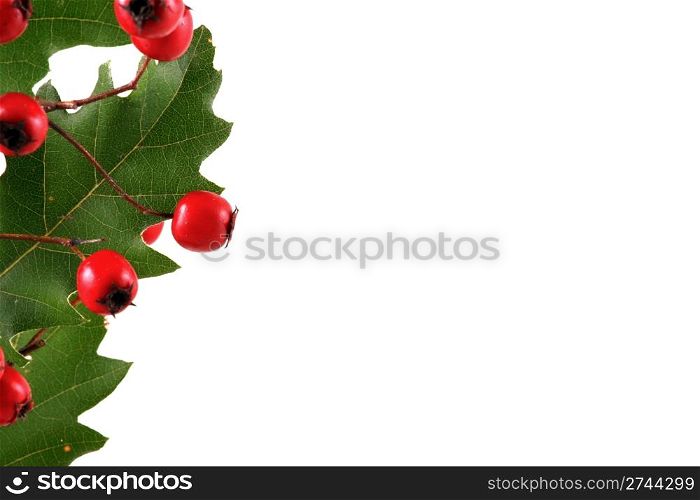 Oak branch with red berries, isolated on white