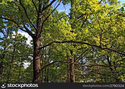 oak branches in autumn wood