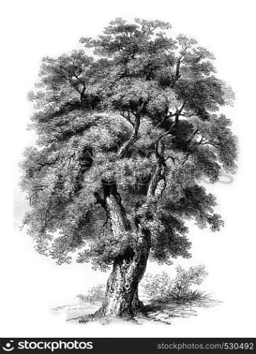 Oak cork of Spain, vintage engraved illustration. Magasin Pittoresque 1852.