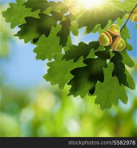 Oak foliage with acorn as beauty environmental backgrounds